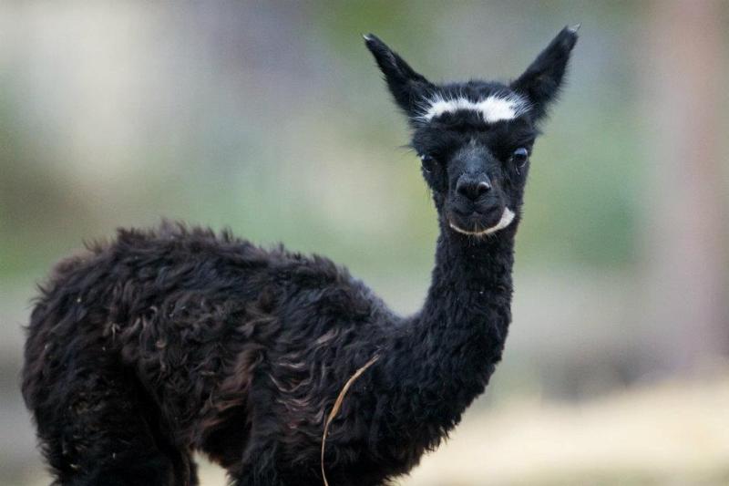 Lama Alpaka, foto (c) Tomáš Adamec